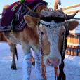 В Якутии провели конкурс красоты для коров